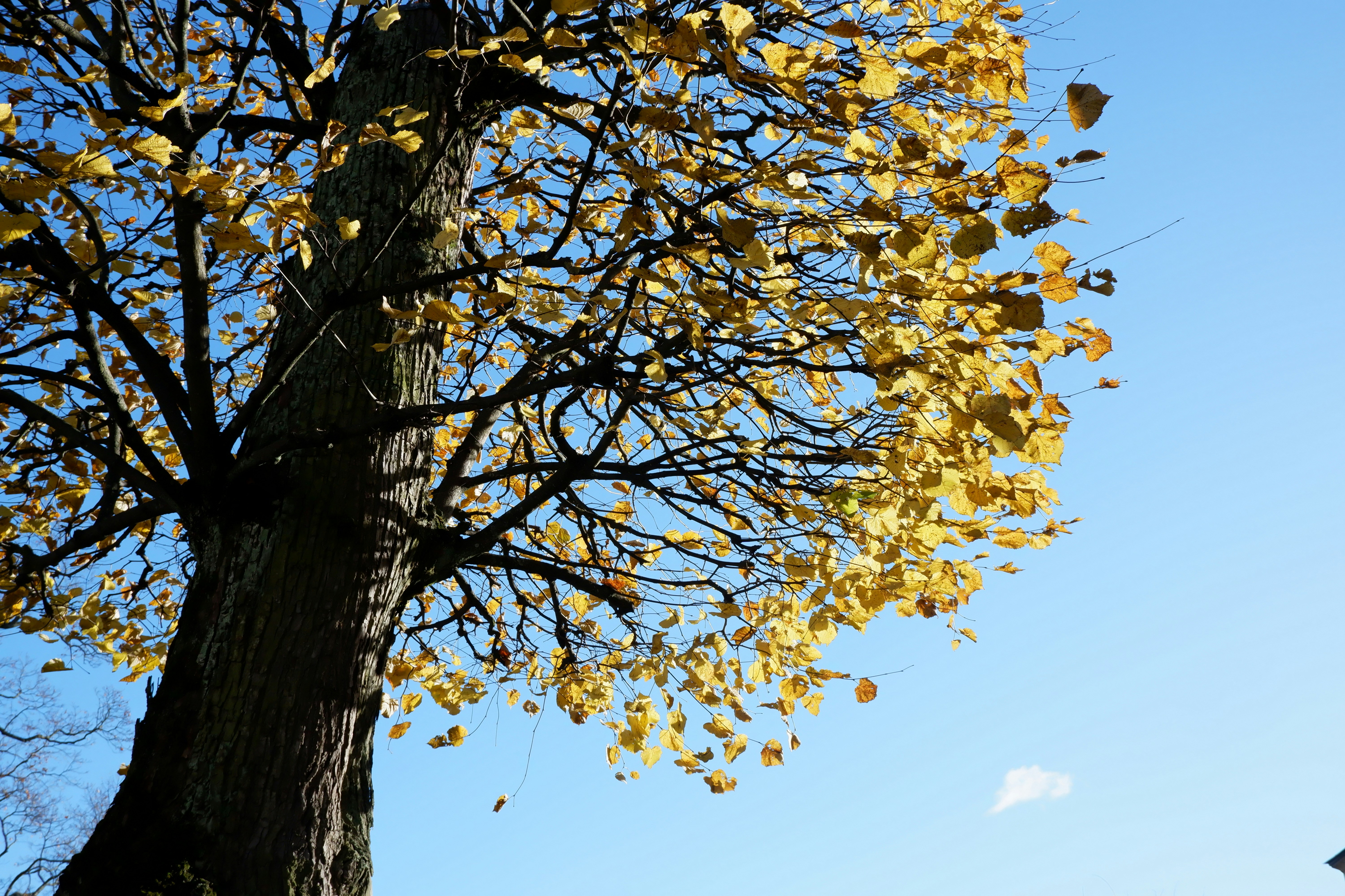 Photo by c_sritippho