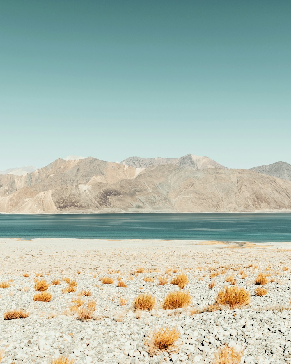 brown grass on white sand near body of water during daytime