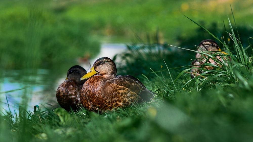 brown duck on green grass during daytime