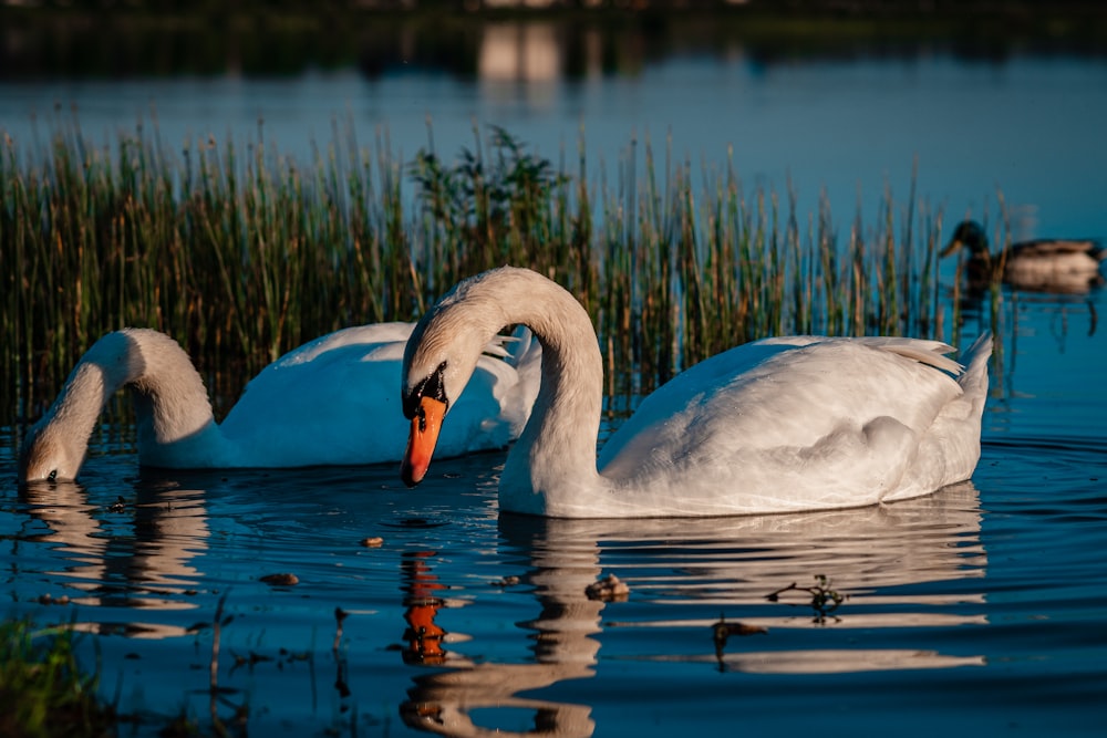 white swan on water during daytime