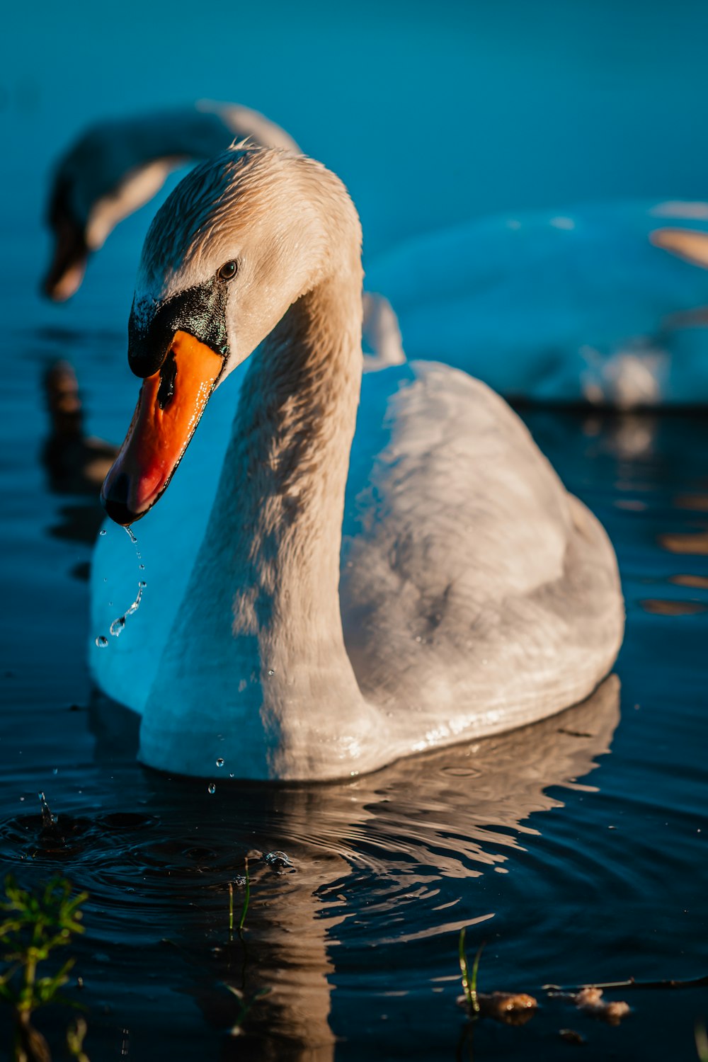 white swan on water during daytime