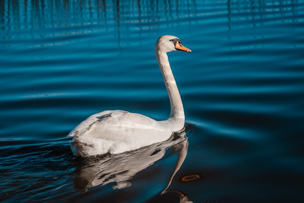 white swan on water during daytime