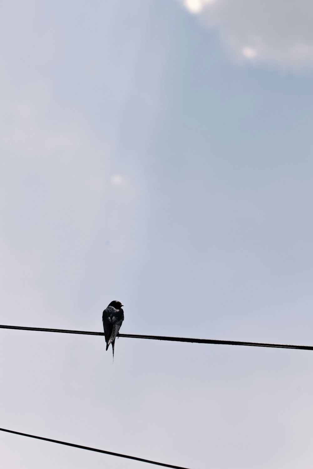 black bird on black wire during daytime