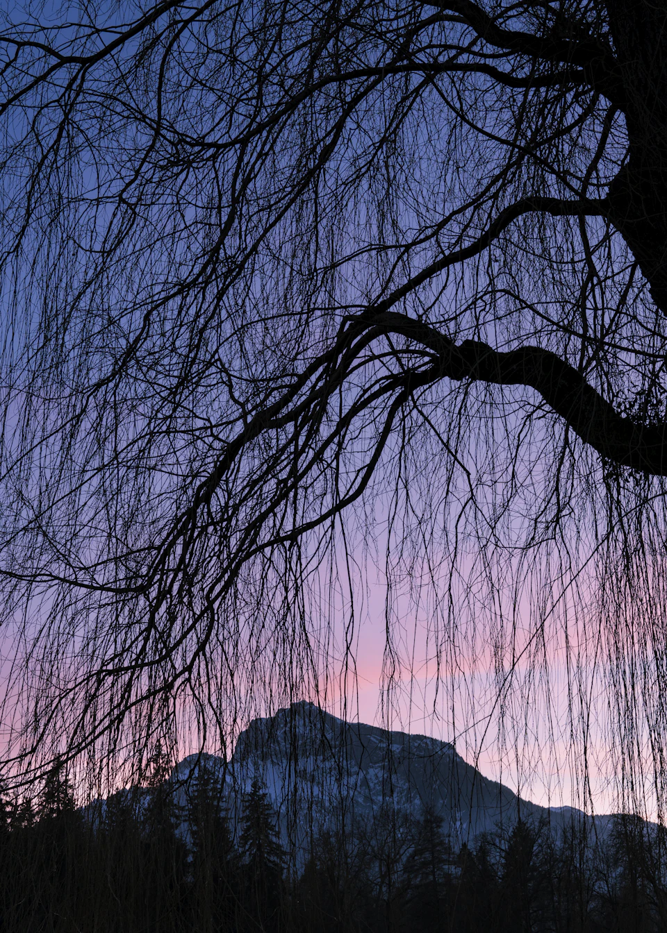 The image depicts a serene winter landscape with a majestic mountain range in the background, its peaks shrouded in darkness against a deep purple sky. The mountains are partially obscured by the dense foliage of trees and bushes that line their slopes. In the foreground, a bare tree branch extends diagonally across the frame, leading the viewer's eye towards the distant mountain range.