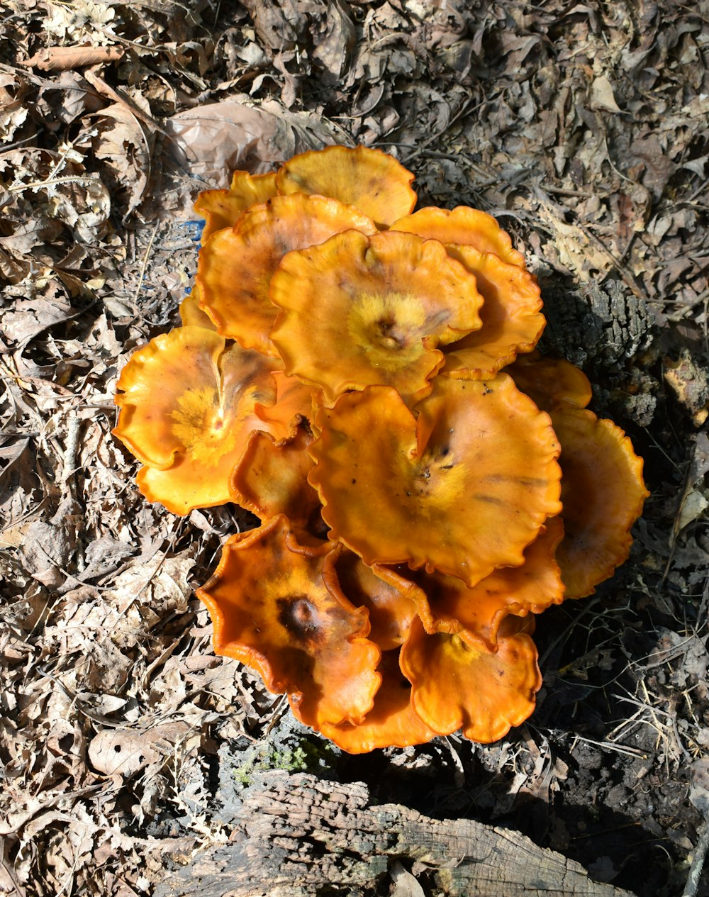 orange flower on gray ground