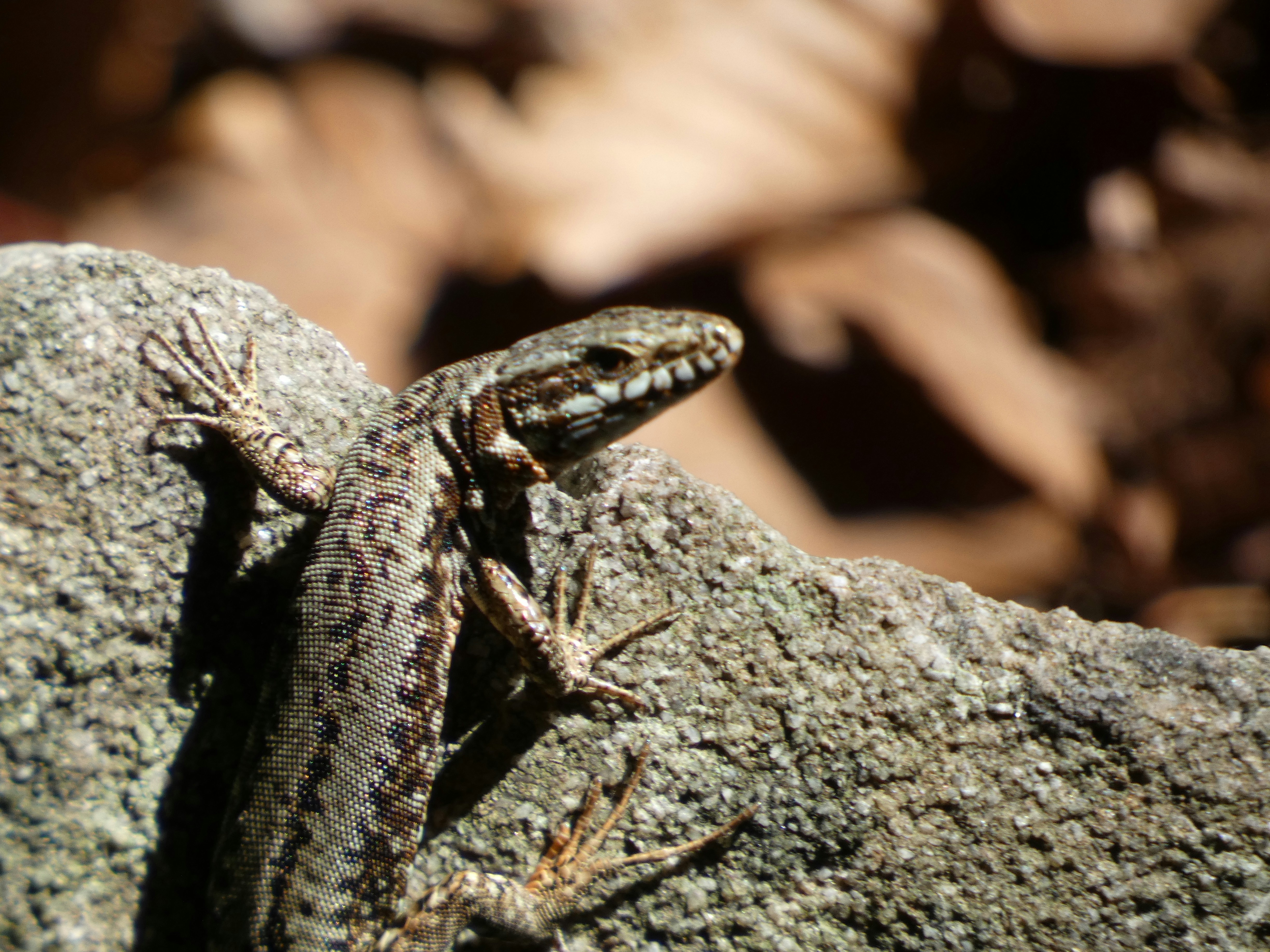 Photo by huntershoot