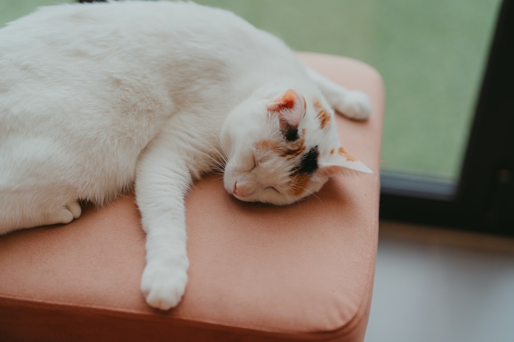 white and orange cat lying on orange textile