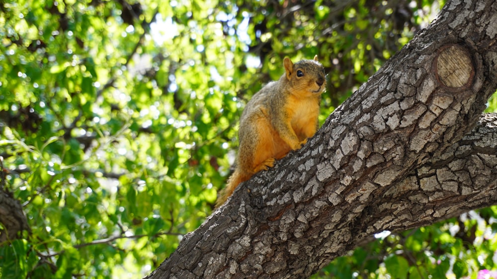 brown squirrel on brown tree branch during daytime