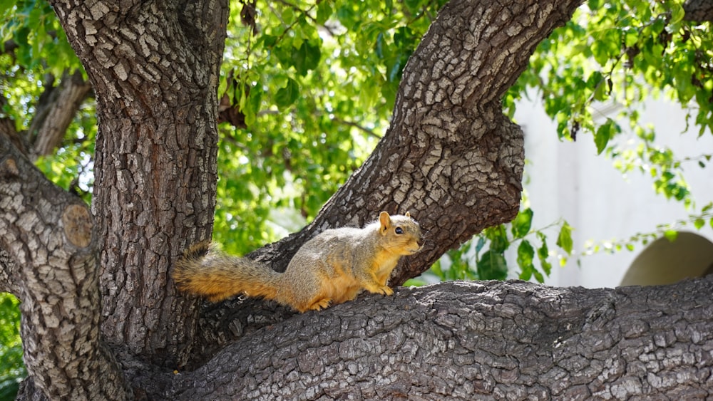 brown squirrel on tree branch during daytime