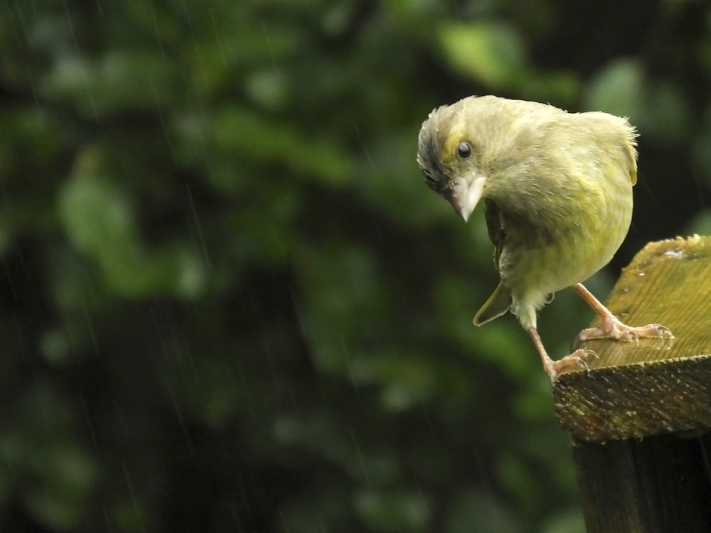 yellow bird on brown tree branch