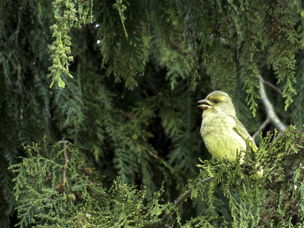 yellow bird on tree branch