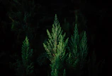 Minimalist landscape photograph capturing Wisconsin’s forest in deep greens and warm tones.