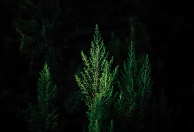 Minimalist landscape photograph capturing Wisconsin’s forest in deep greens and warm tones.