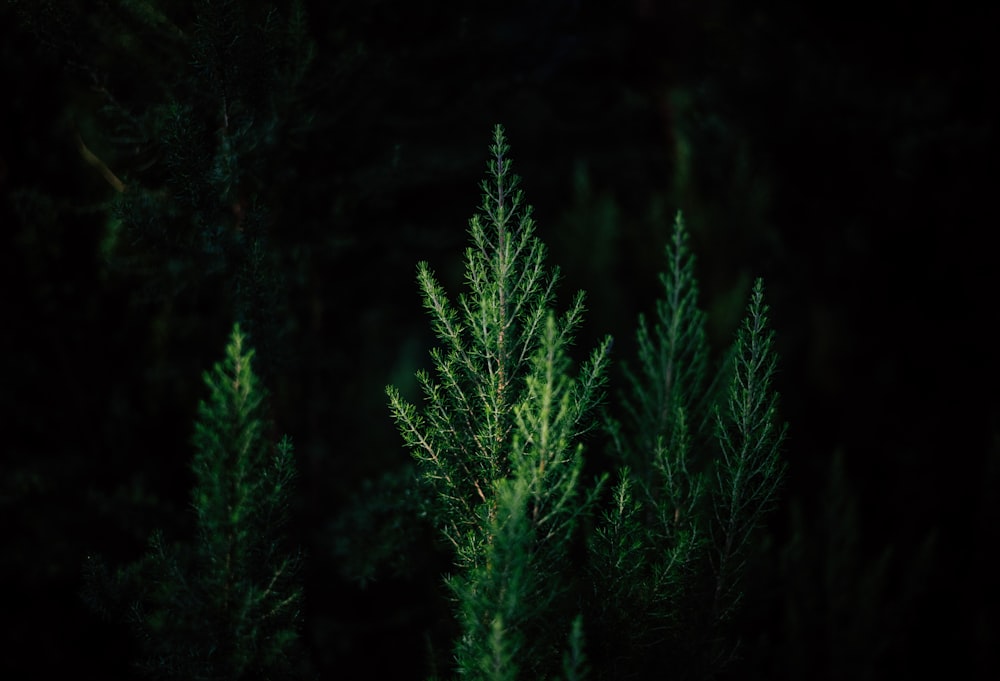 green pine tree during night time