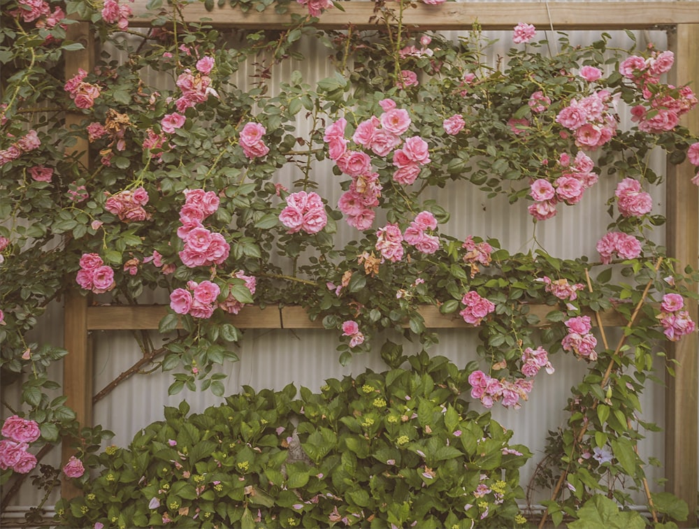 pink flowers with green leaves