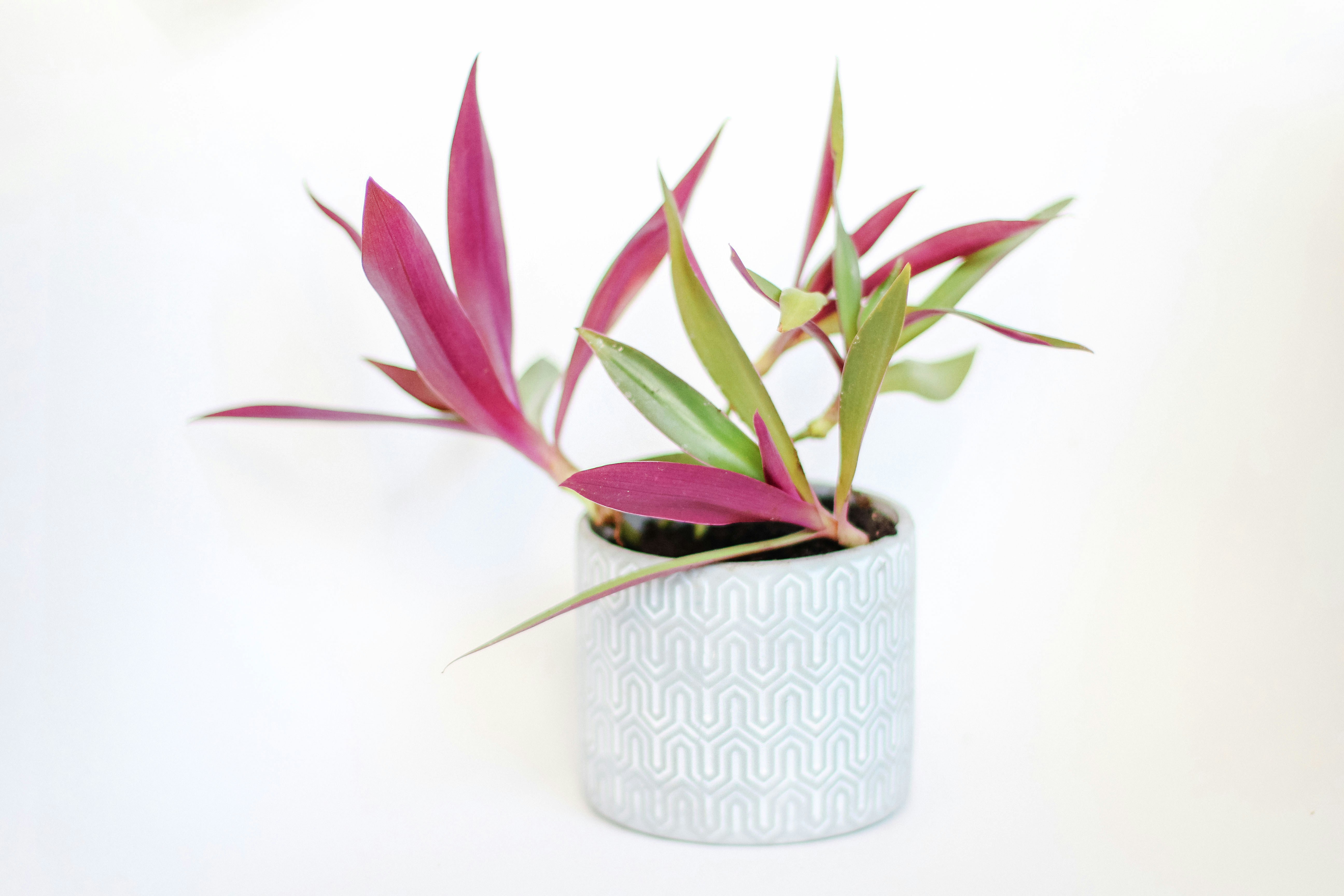 pink and green plant on white ceramic pot