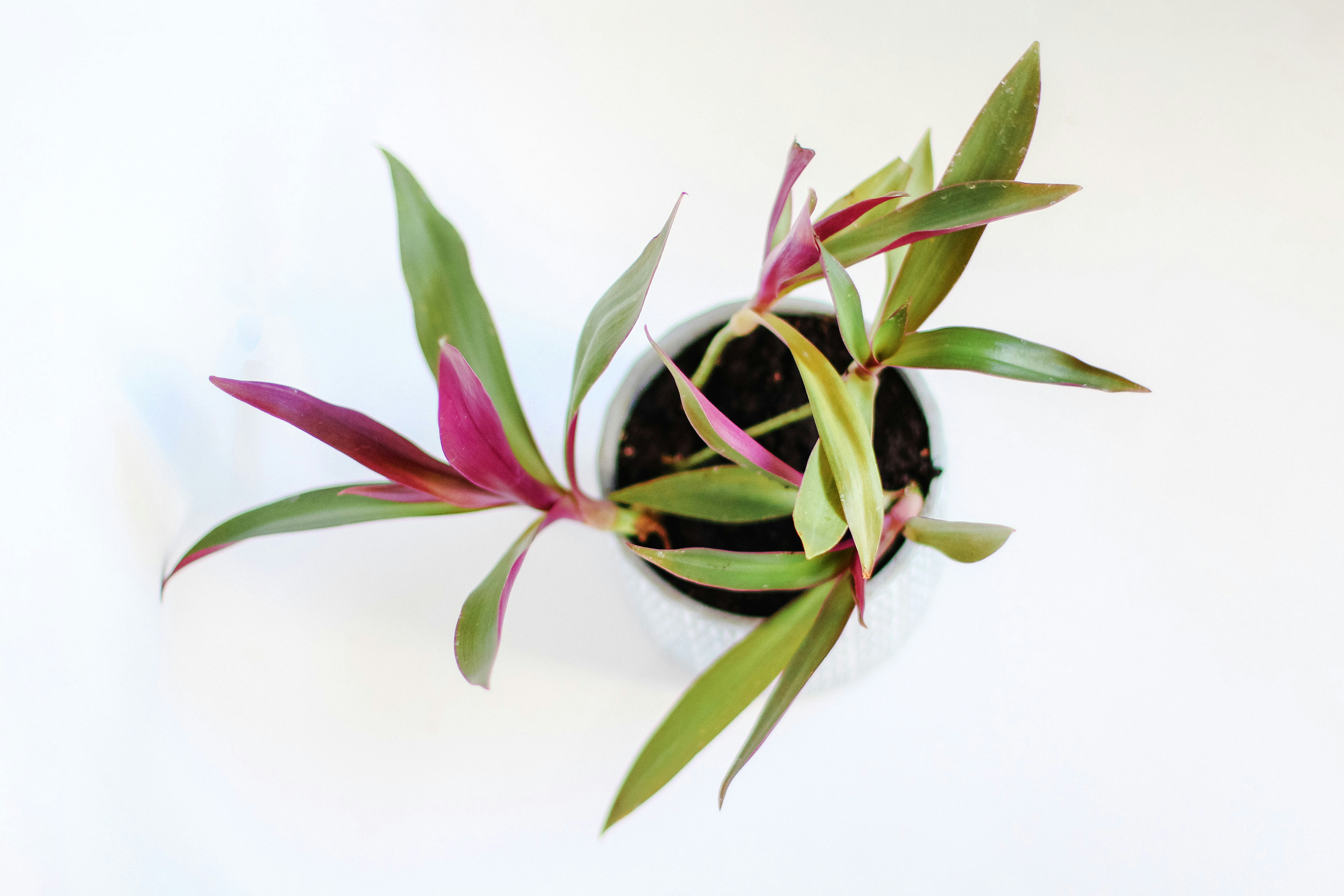 red and green plant on white surface