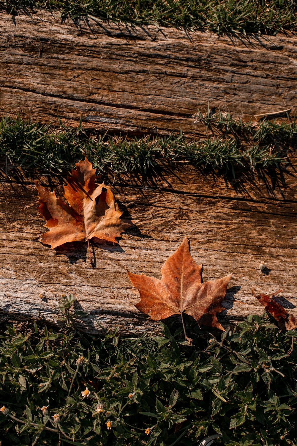 feuille séchée brune sur une surface en bois brun