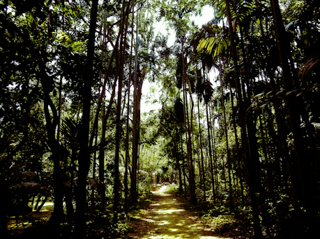 green trees on forest during daytime