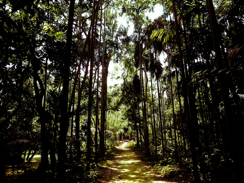 green trees on forest during daytime