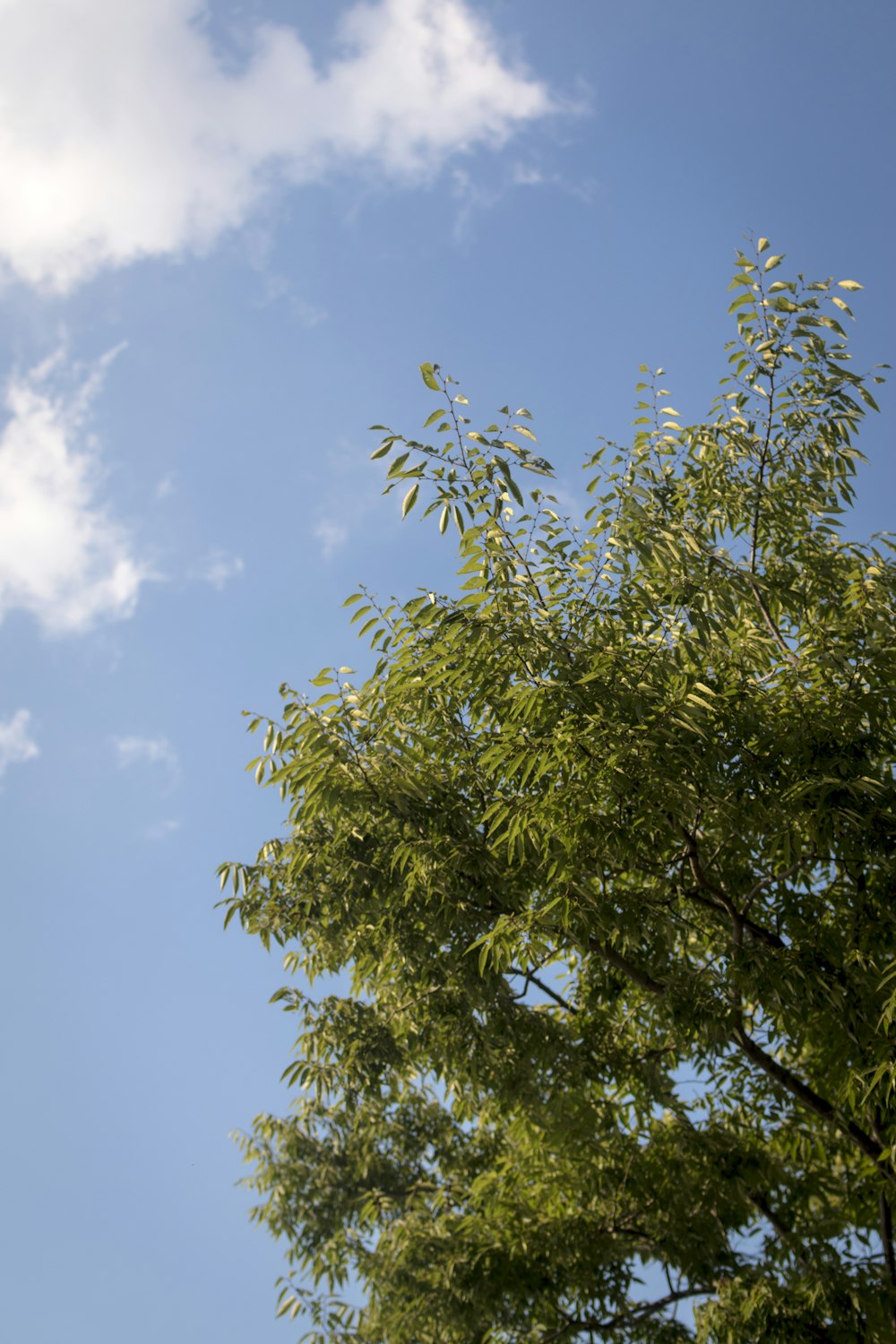 green tree under blue sky during daytime