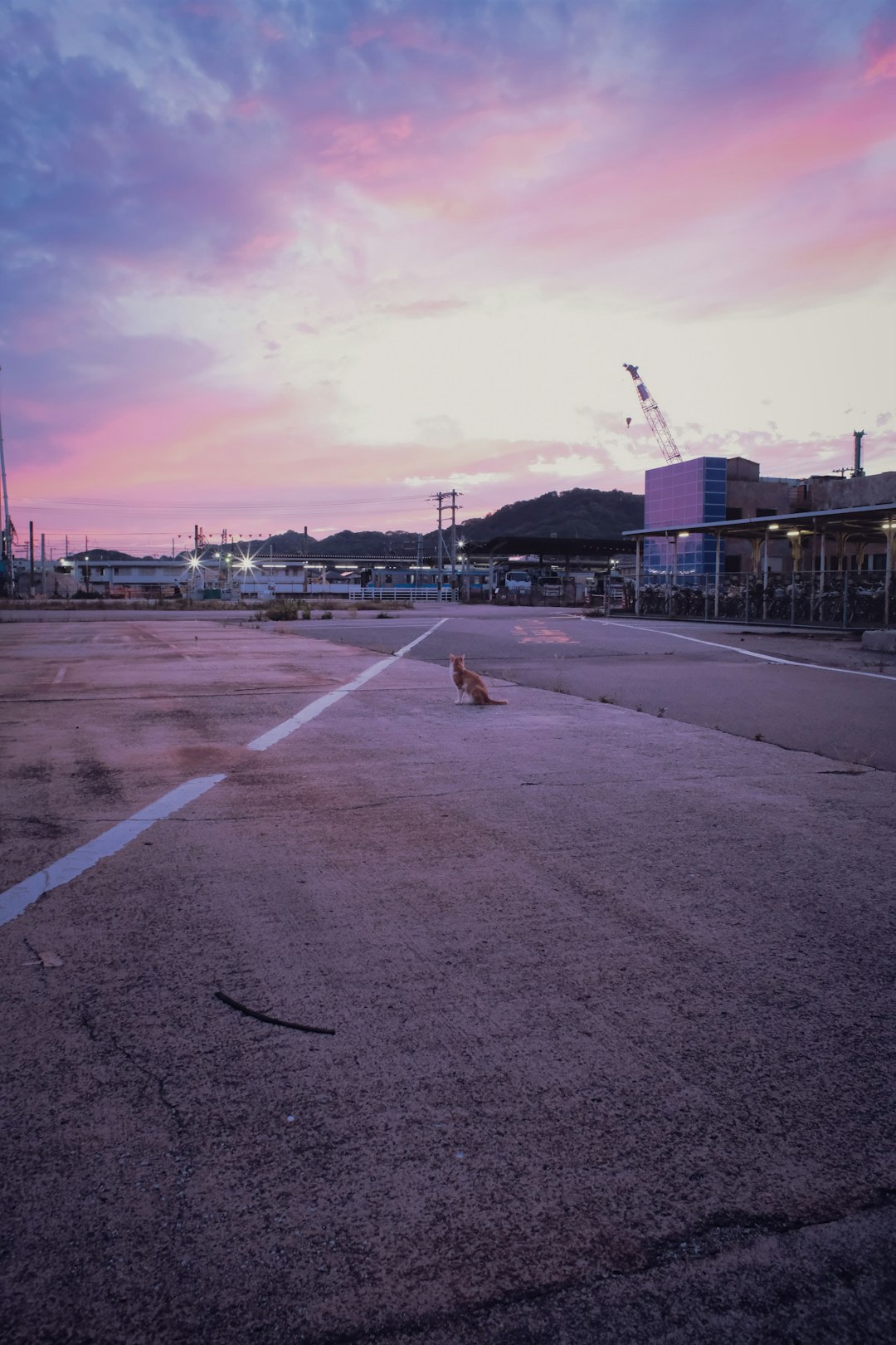 brown short coat dog on gray concrete road during daytime