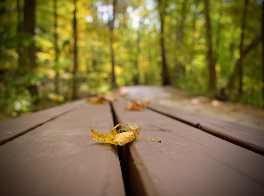 brown dried leaf on brown wooden surface