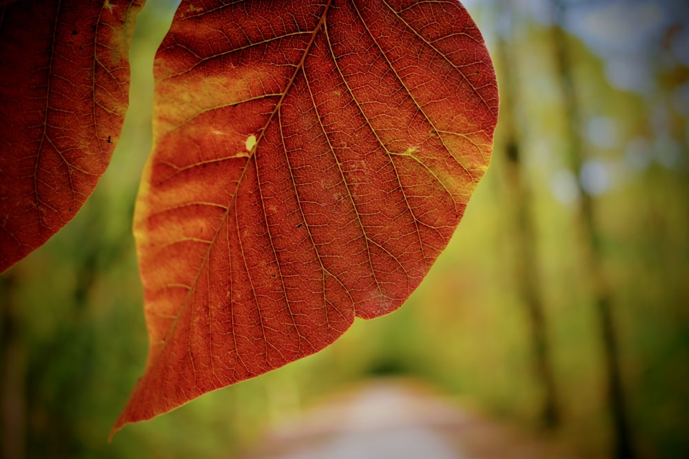 brown and green leaf in close up photography