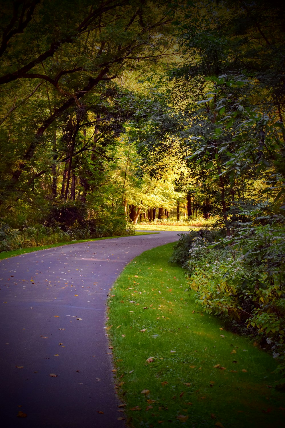 gray concrete road between green trees during daytime