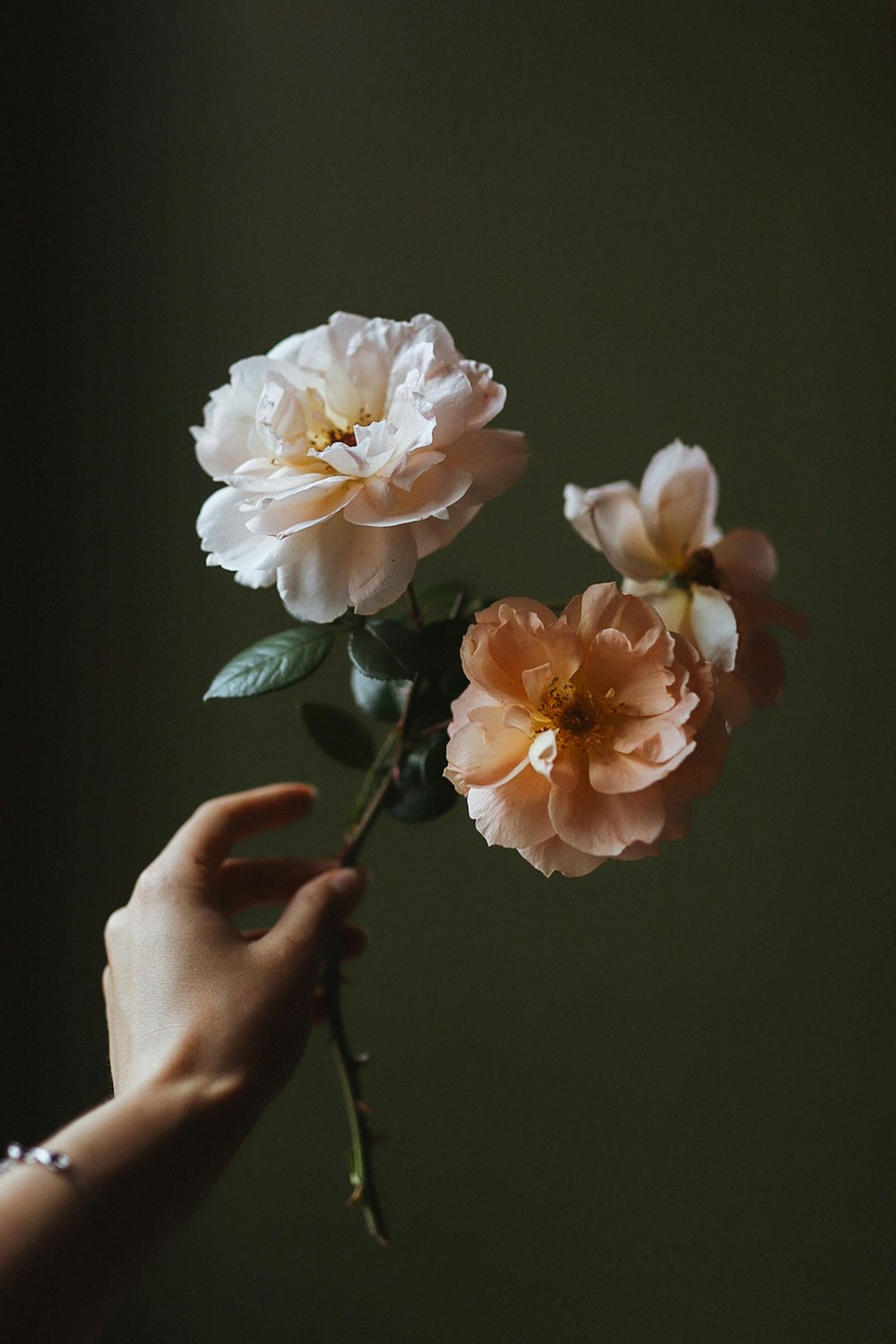 person holding white and pink flower