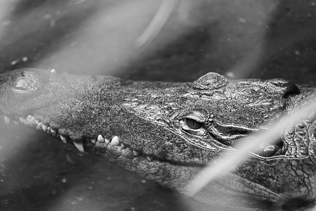 grayscale photo of crocodile eye