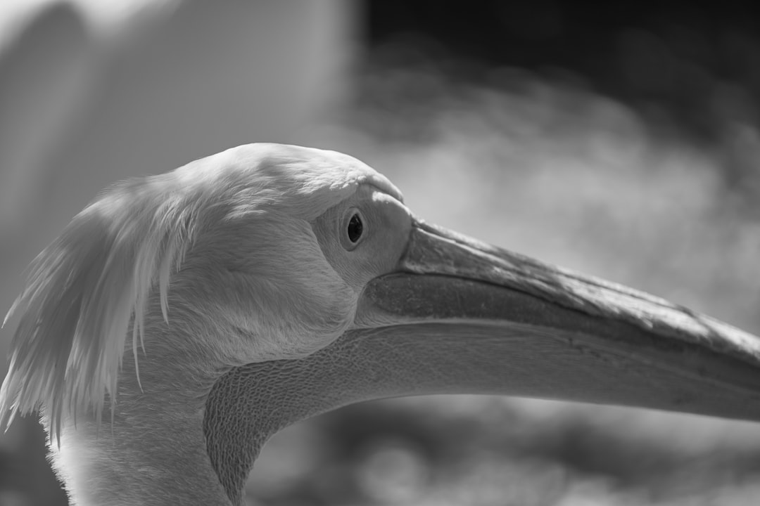 white pelican in grayscale photography