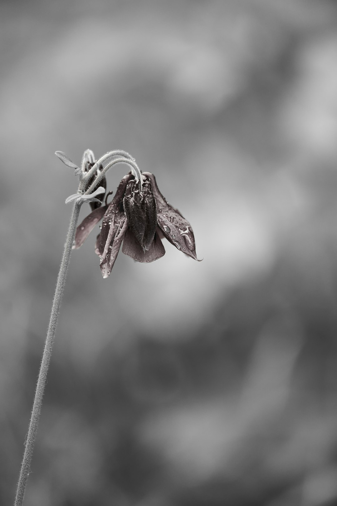 red and white flower bud in close up photography