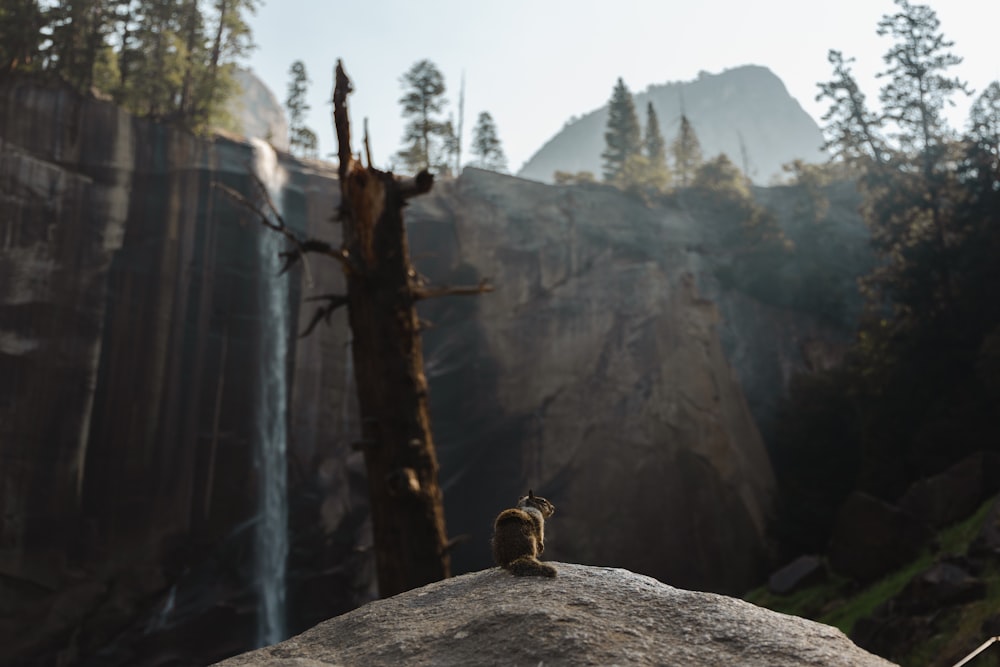 person in brown jacket sitting on rock