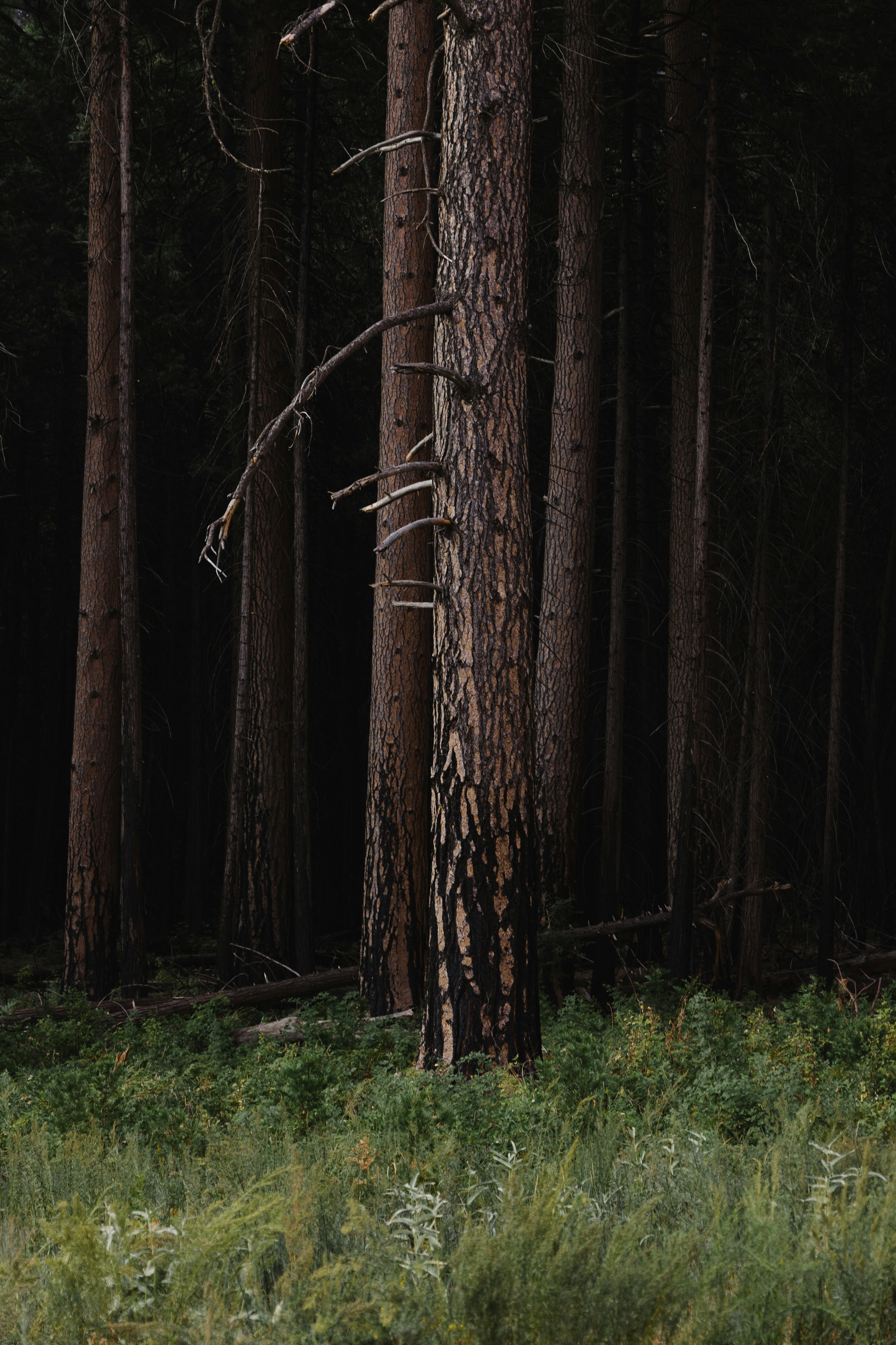 burnt forest landscape, wallpaper, Minimize Fire Impact: Protecting Ground & Ecosystems 5