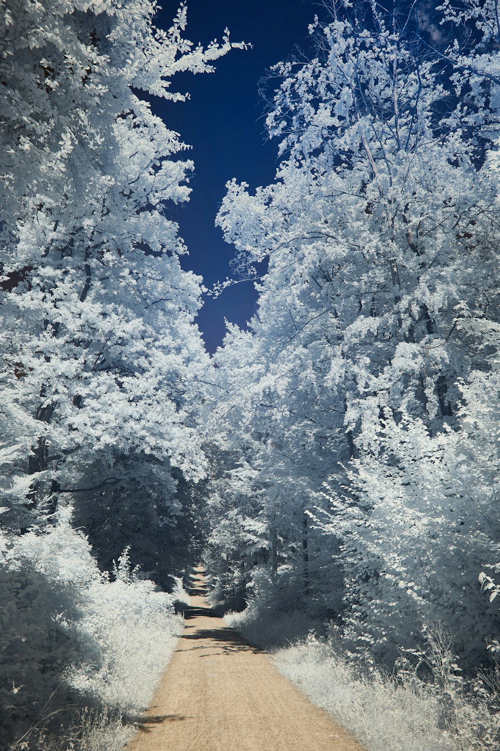 person in yellow jacket standing on snow covered ground near trees during daytime