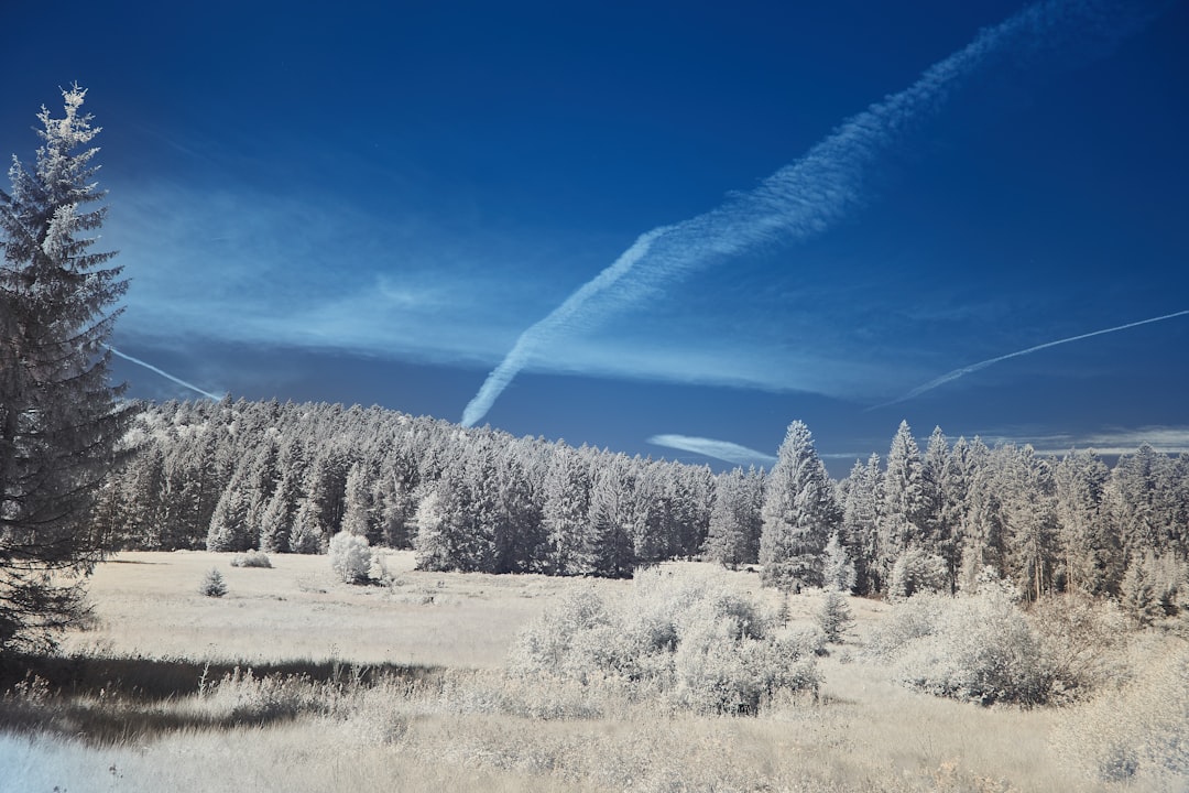 green pine trees on brown field under blue sky during daytime