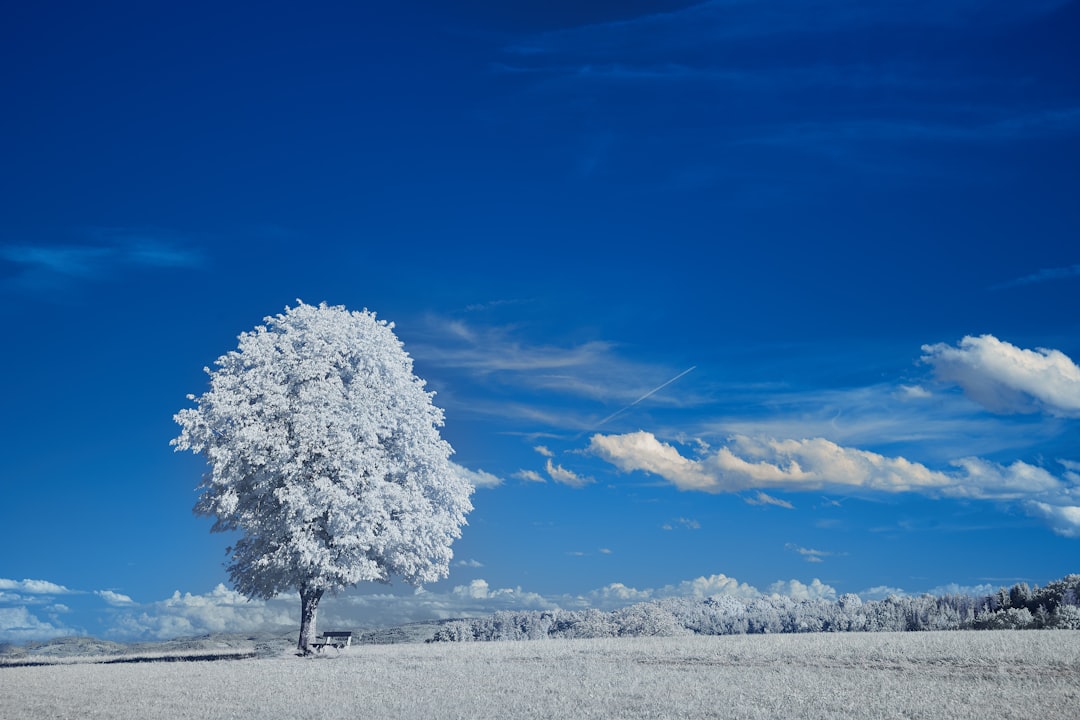 white tree on snow covered ground under blue sky during daytime