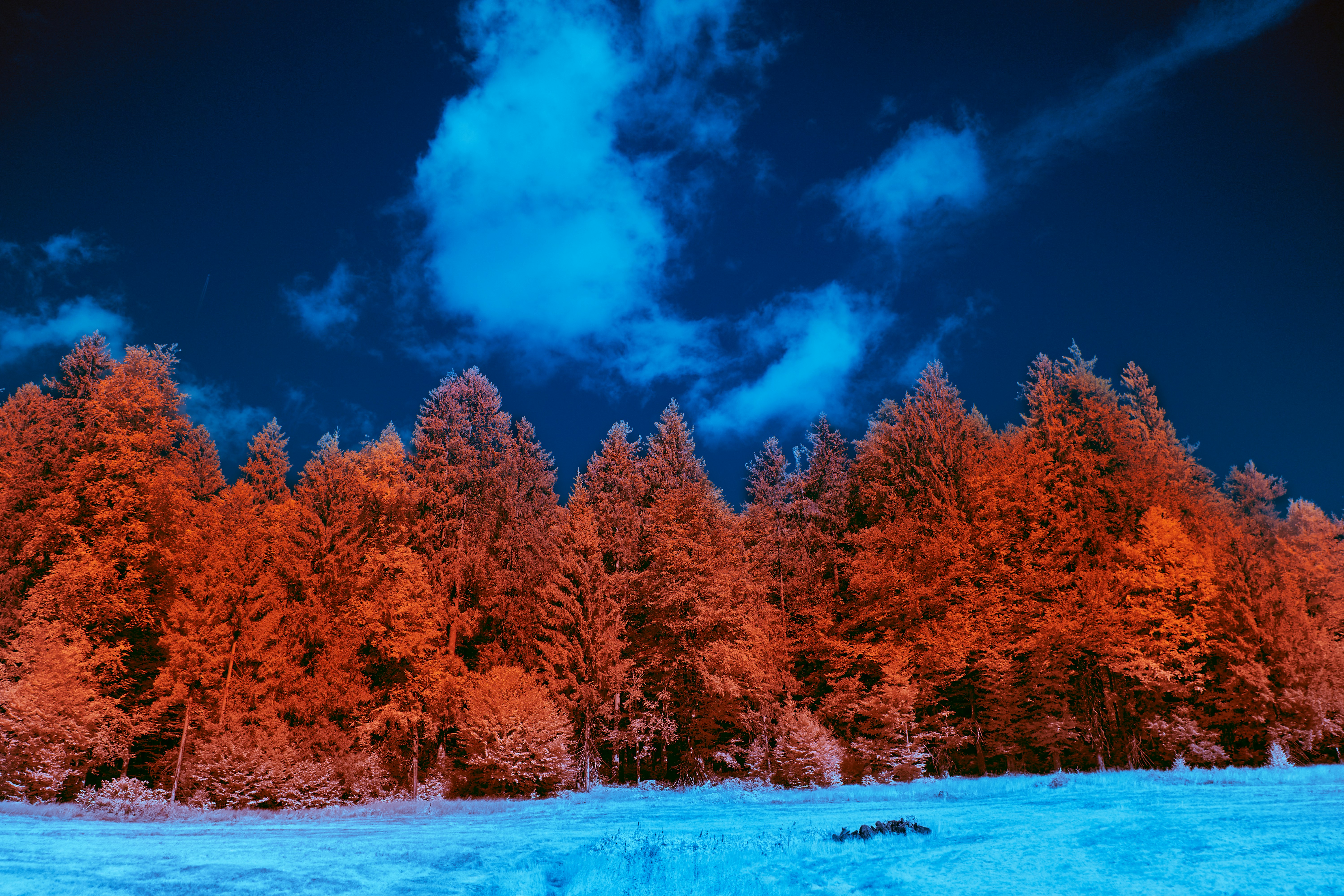 Photo by wolfgang_hasselmann