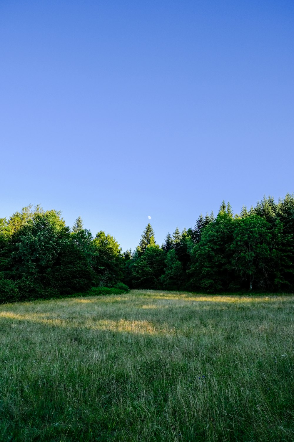Champ d’herbe verte et arbres verts sous le ciel bleu pendant la journée