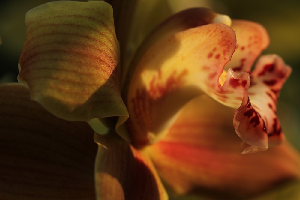 yellow and red flower in close up photography