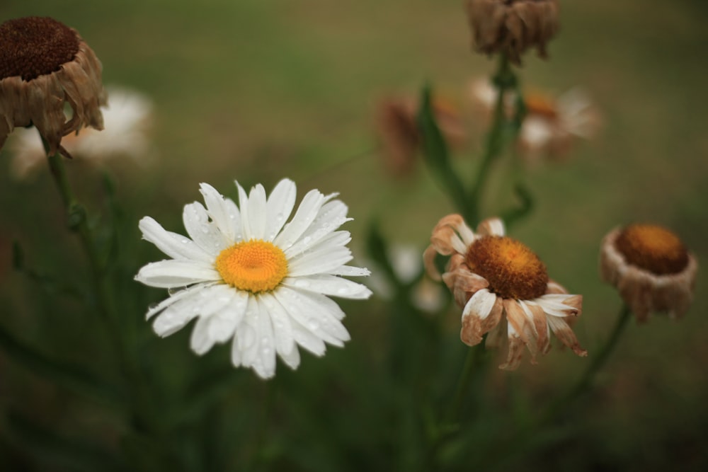 white daisy in bloom during daytime