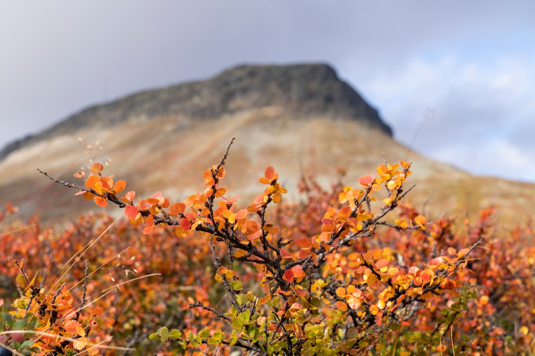 orange and green leaves on brown mountain during daytime