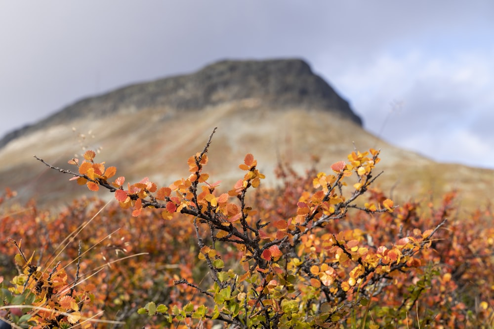 orange and green leaves on brown mountain during daytime