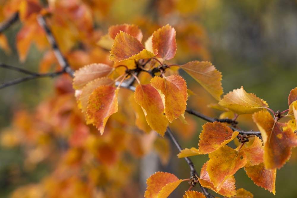 brown and green leaves in tilt shift lens