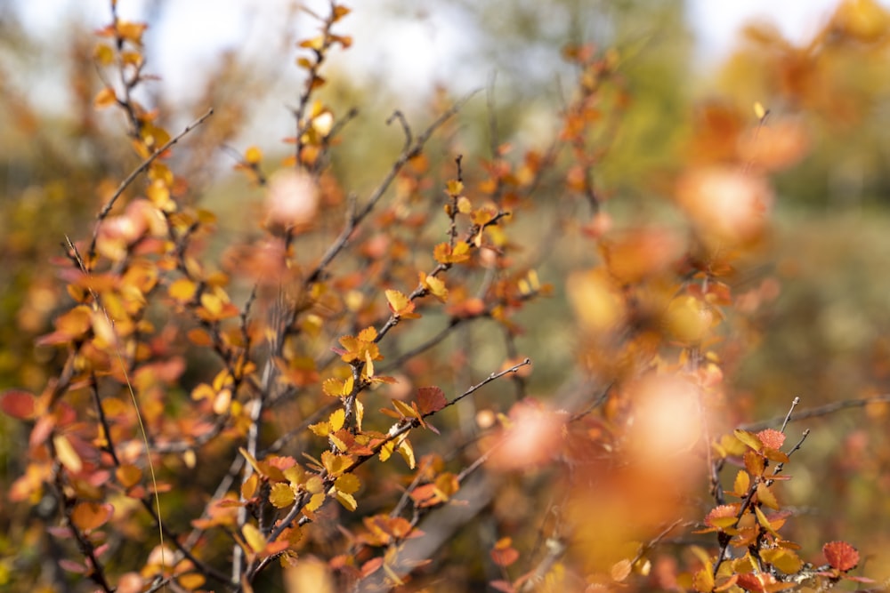 brown leaves on brown tree branch during daytime