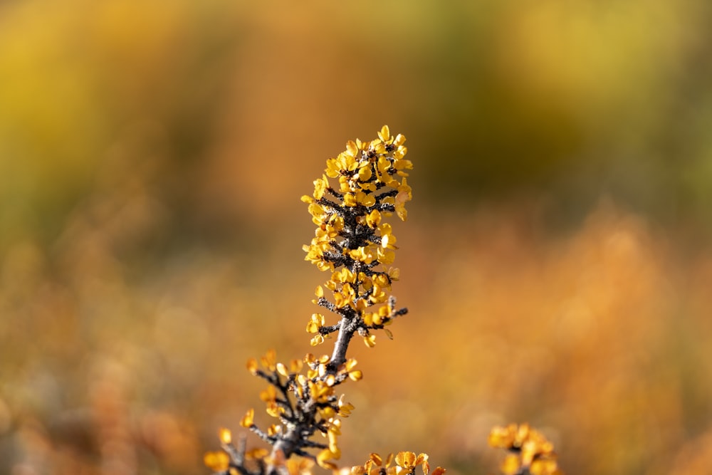 yellow flower in tilt shift lens