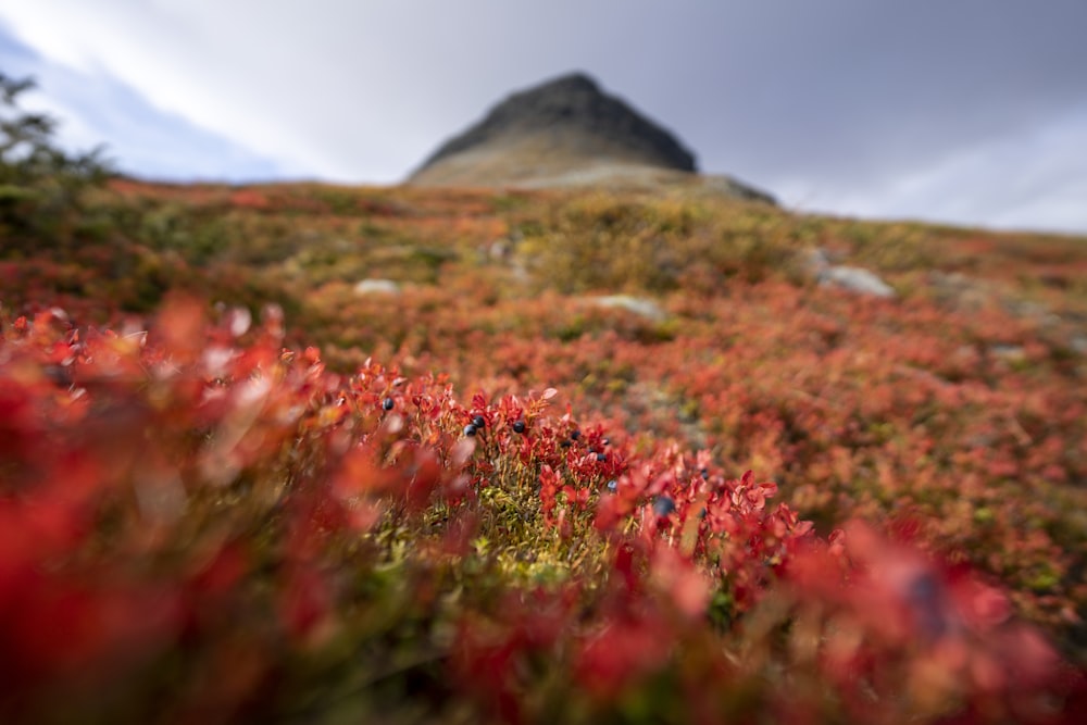 red flower field under blue sky during daytime