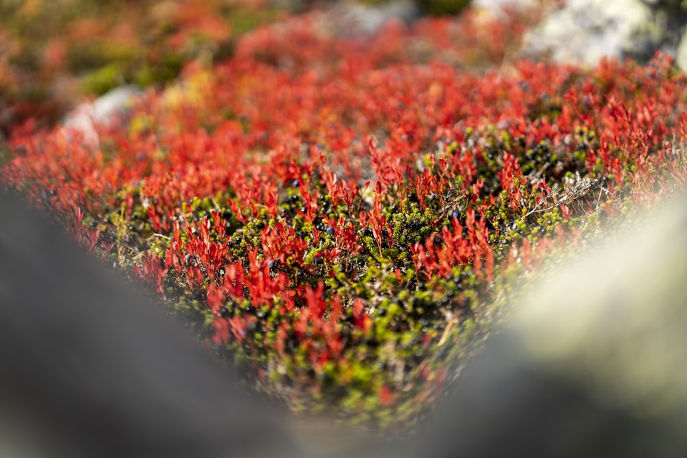 red and green flower field