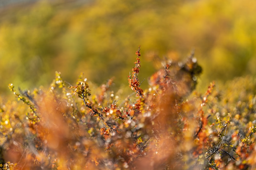 brown and green plant during daytime